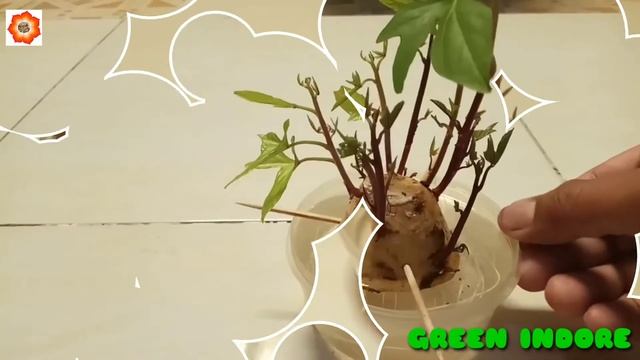How to grow shakarkandi (sweet potato) in pots | शकरकंद के पौधे को गमले में उगाने का सबसे आसान तरीक