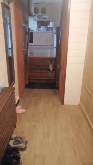 котёнок встречает хозяина 🥺