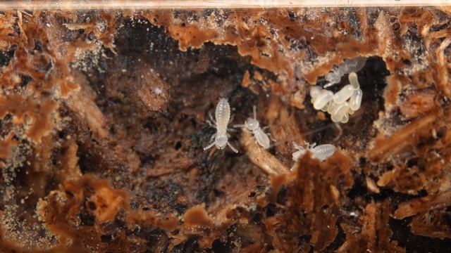[4K UHD] 아기 흰개미들이 태어났어요! | Reticulitermes speratus | シロアリ