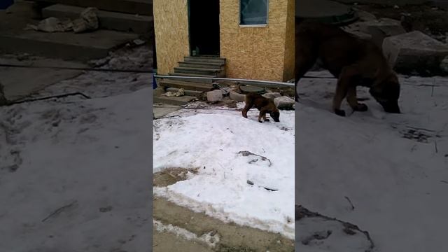 Мой охранник