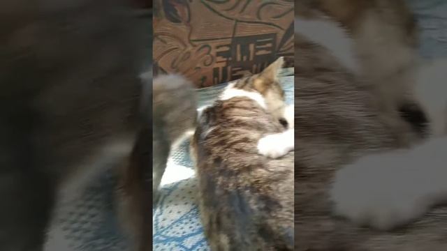 Позитива и доброты в ваш день l Мои прекрасные котятаl Давайте вместе придумаем котикам именаl