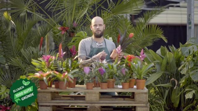 Der 1000 gute Gründe-Gärtner: Tristan macht Buschkasalla mit Bromelien