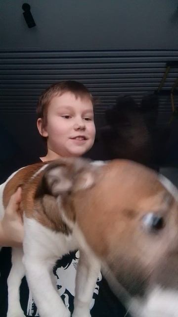 обзор на гаджет для собаки