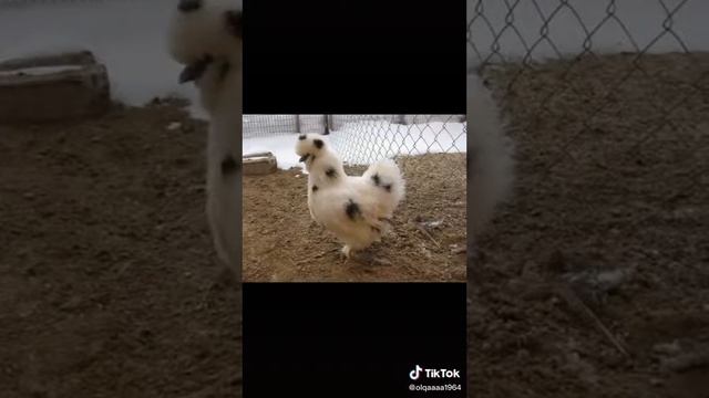 Со всех стран петух и курицы.