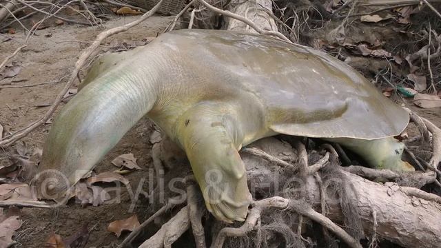 Cantor's turtle, Mekong River, Cambodia. 20140118_124322.m2ts