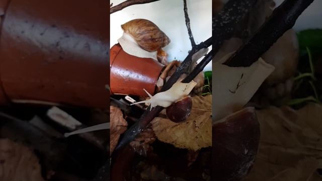 Улитку нельзя трогать руками