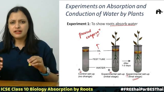Absorption by Roots - The Processes Involved | Chapter 4 Class 10 ICSE Biology Selina | Turgidity