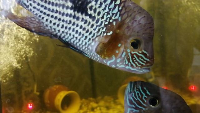 Акара бирюзовая 🐠