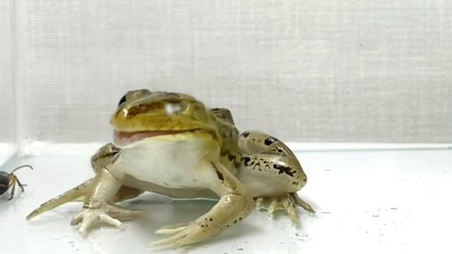 Frog ＆ Bombardier beetle