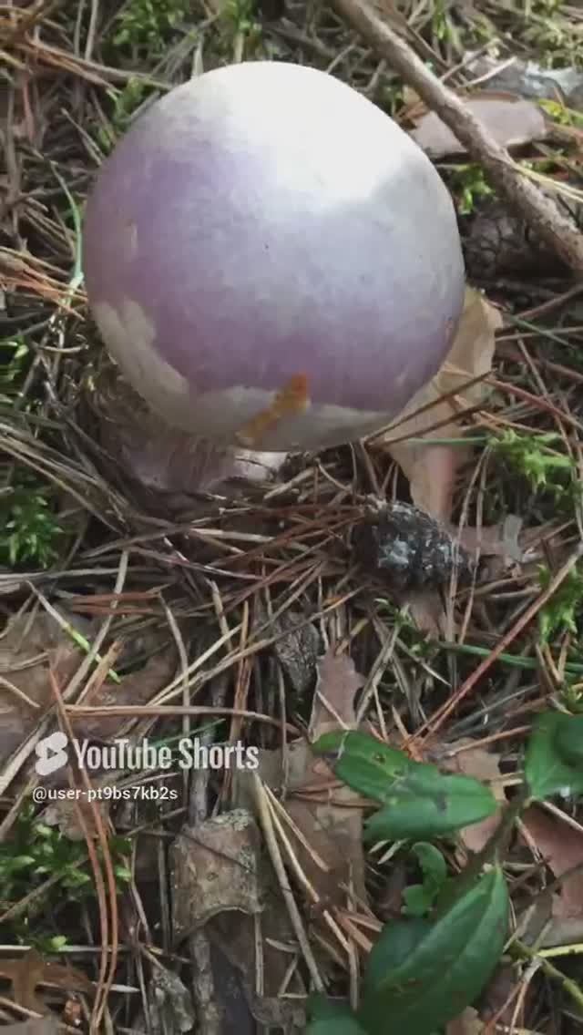 Цвет красивый#The color is beautiful #sorts #лес #forest#Cortinarius traganus