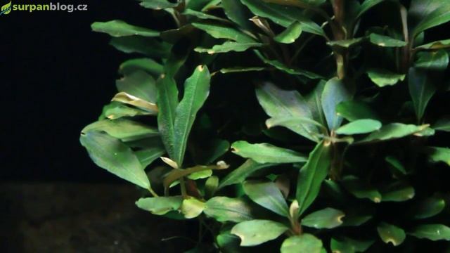 Bucephalandra theia - Bucefalandra theia - Akvarijní rostliny | SURPAN.cz