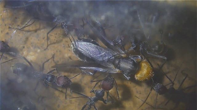 Camponotus Singularis Junkönigin Gerade Geschlüpft