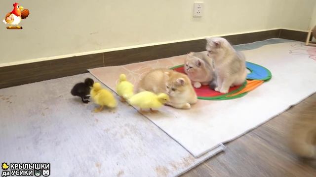 Утята и Цыплята - Кошки и котята (176) Хвостики да Усики ❣️🐥🐈