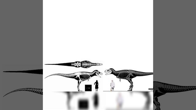 Albertosaurus And Bistahieversor Size Comparison