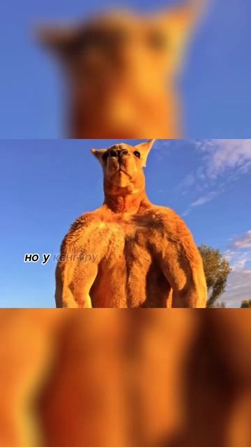 Не делай это с кенгуру!!!