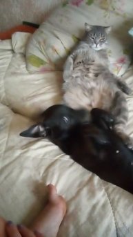 Питбуль Мия, кот Тим, малышка Тея. ❤️ #питбуль#щенок#собаки#кошкиисобаки