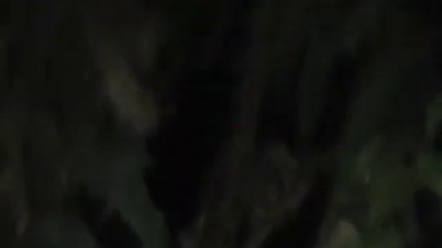 Deadly Taiwan Habu on Tiger Head Mountain