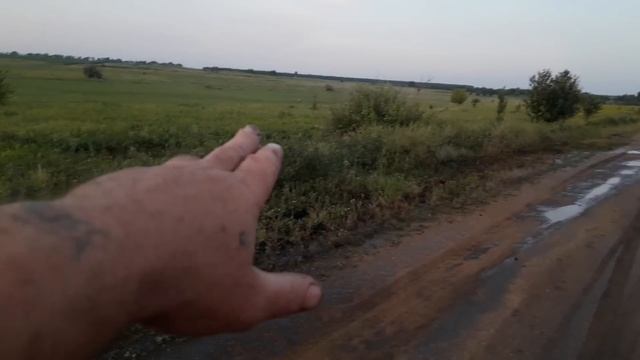 Кукурудза росте як рис