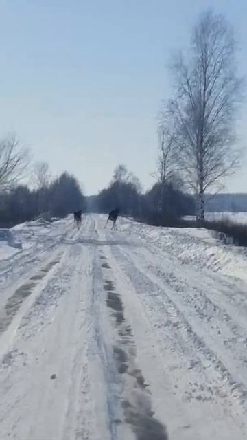МНОГО ЛОСЯ 2020 - 2021 охота на лося