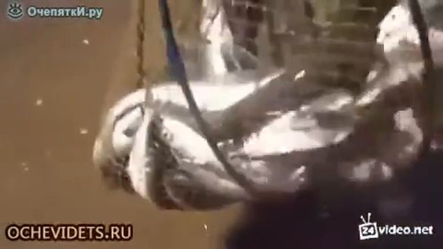 Упустил всю рыбу