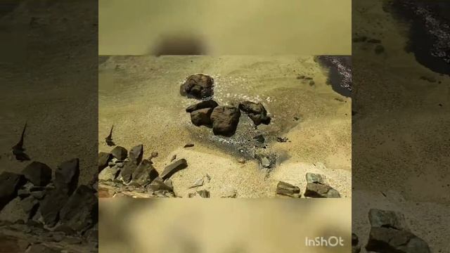 Ящірки на Sri Lanka, старий Голандський форт.
