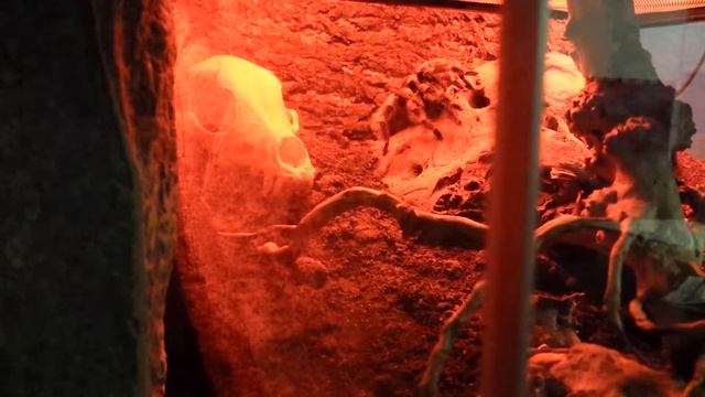 Vogelspinne Fütterung / Feeding - Brachypelma Smithi