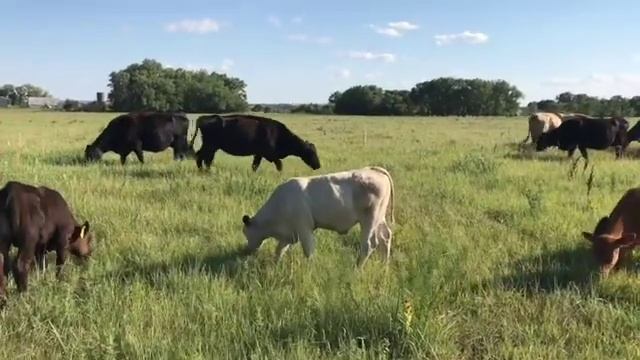 SOUTH POLL SIRED HERD || Our Herds Condition Going Into Breeding Season