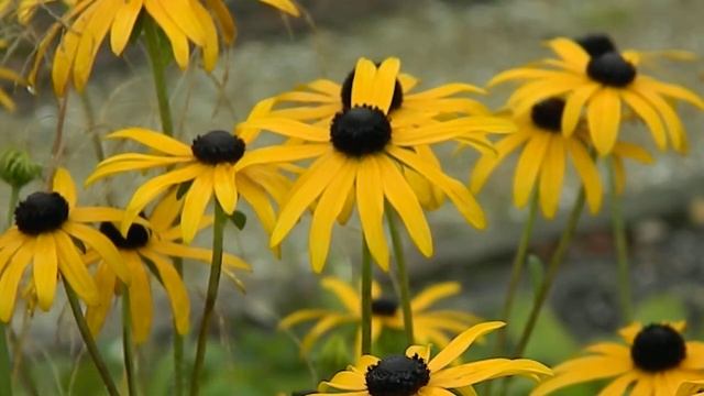 Rudbeckia fulgida var deamii