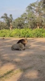 Black Mane Lion Roaring 🦁🦁 #victoriafalls #africa #safari #lion