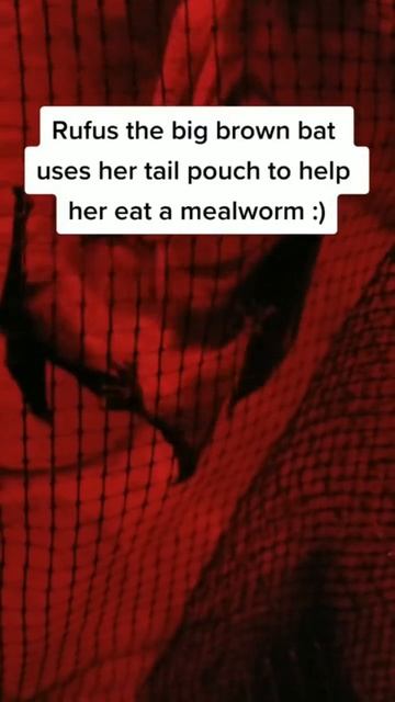 Is anybody hungry? 😋 #flyingsquirrel #bats #feedingtime #cuteanimals #cuteanimalvideos #shorts