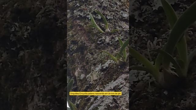 Orquídea Encyclia patens nascendo em árvore de ipê
