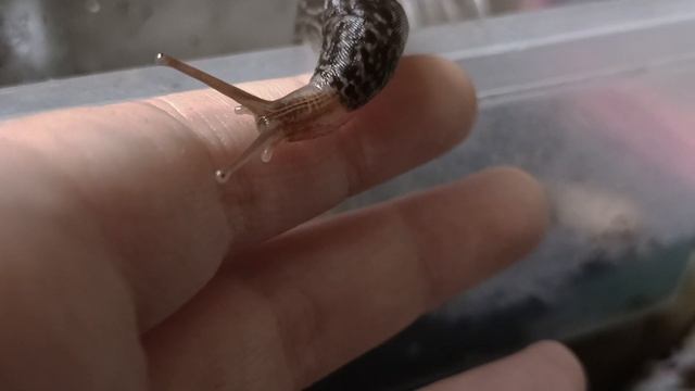 Dragon 2.0 (leopard slug/limax maximus)