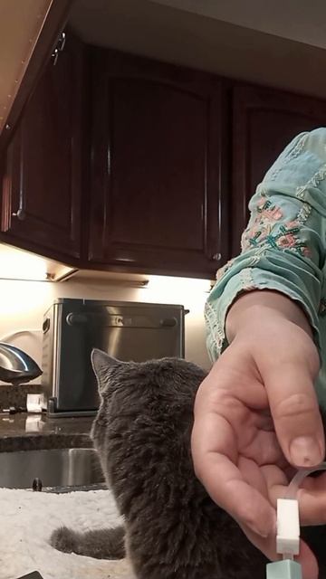 Капельница кошке.Subcutaneous infusion.