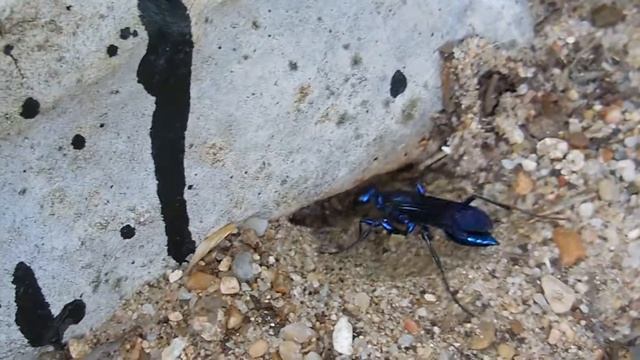 Big blue wasp #2