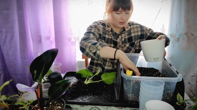 Большая пересадка комнатных растений из посылки 🪴 май 2024