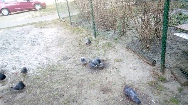Весенние голубиные ванны)))