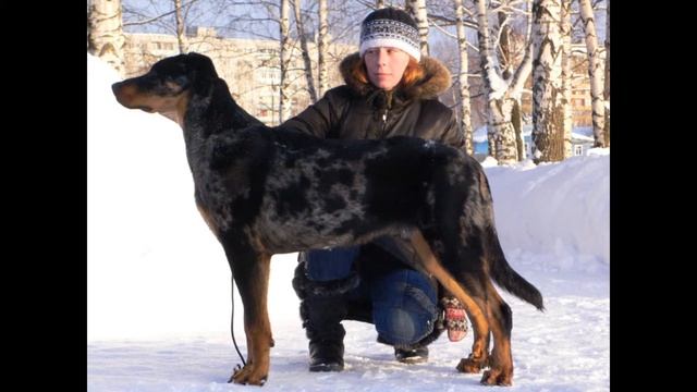 босс и лодр.