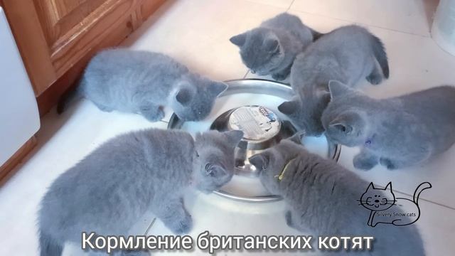 Дружный завтрак британских котят