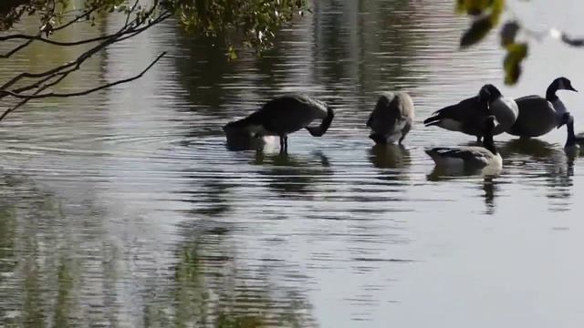 Wild Life Entertainment (no copyright video) The most beautiful birds in the world