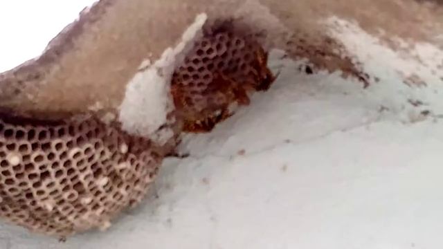 Домик ос под крышей/ Wasps house