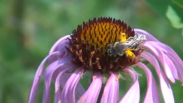 Pollinator visiting Echinacea: Andrena