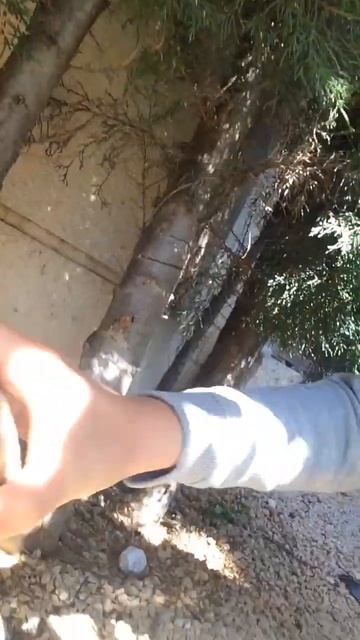 Hilarious turtle #shorts #viral