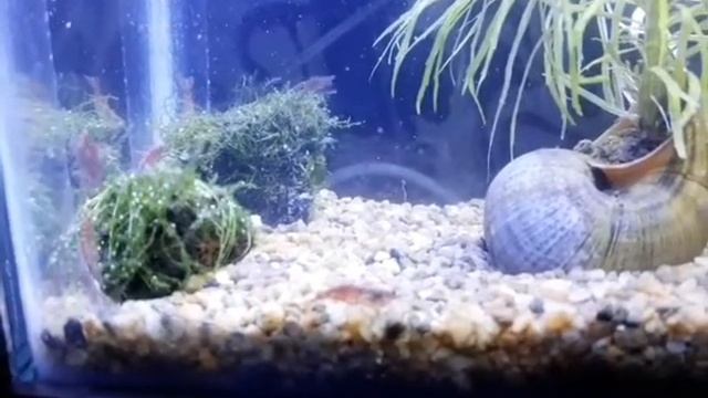Pogostemon stellatus