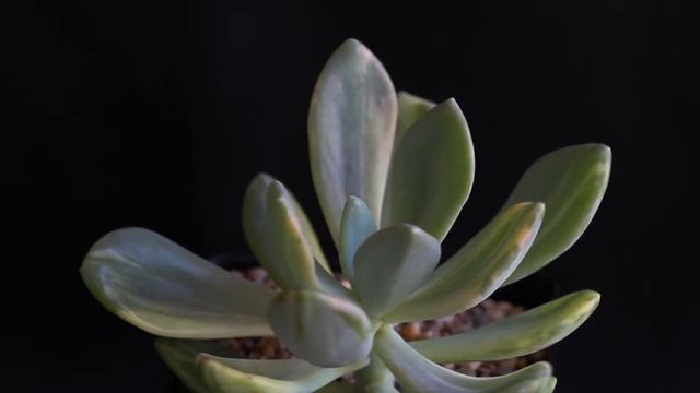 XGraptophytum Supreme F  Variegata