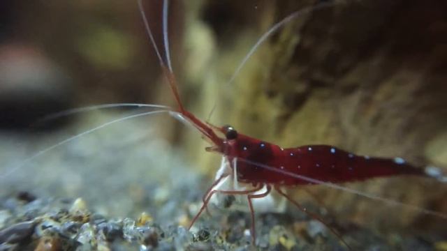 Cardinal shrimp