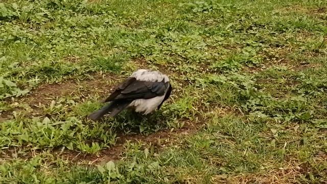 Ворона Малая не хочет делиться перепелиным яйцом\ Female crow Smalls doesn't want to share quail eg