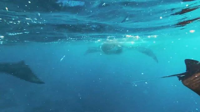 Komodo National Park - Manta Ray encounter