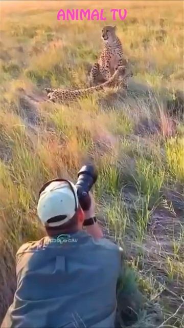 Merciless predators #Shorts @ANIMAL TV