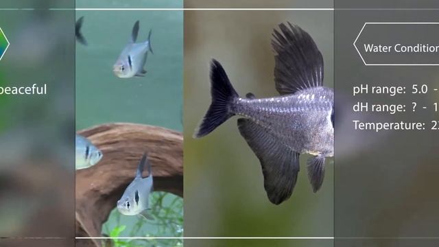 Mini fish profile -  Black Phantom
