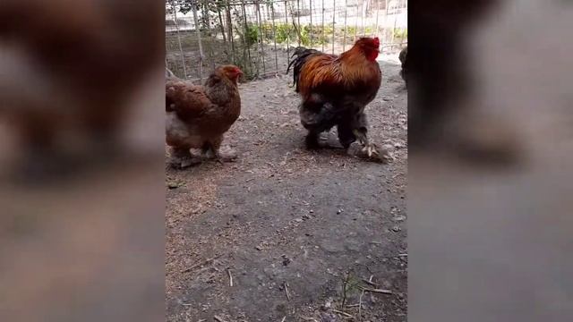 Циплята брамы,Паливая и курапачая.